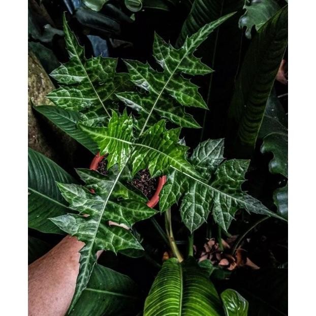 

Terlaris Tanaman Herbal Daun Daruju / Deruju / Tangkur Buaya Acanthus Montanus