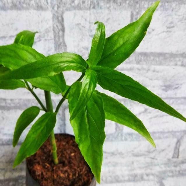 

Terlaris Bibit Tanaman Belalai Gajah Organik Tanaman Herbal Kalingsir