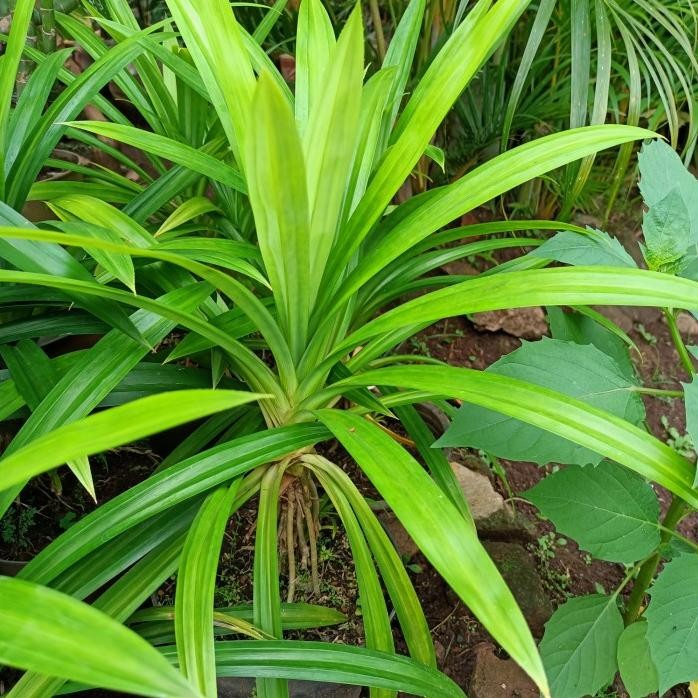 

Terlaris Tanaman Herbal Daun Pandan Wangi | Daun Sudah Besar