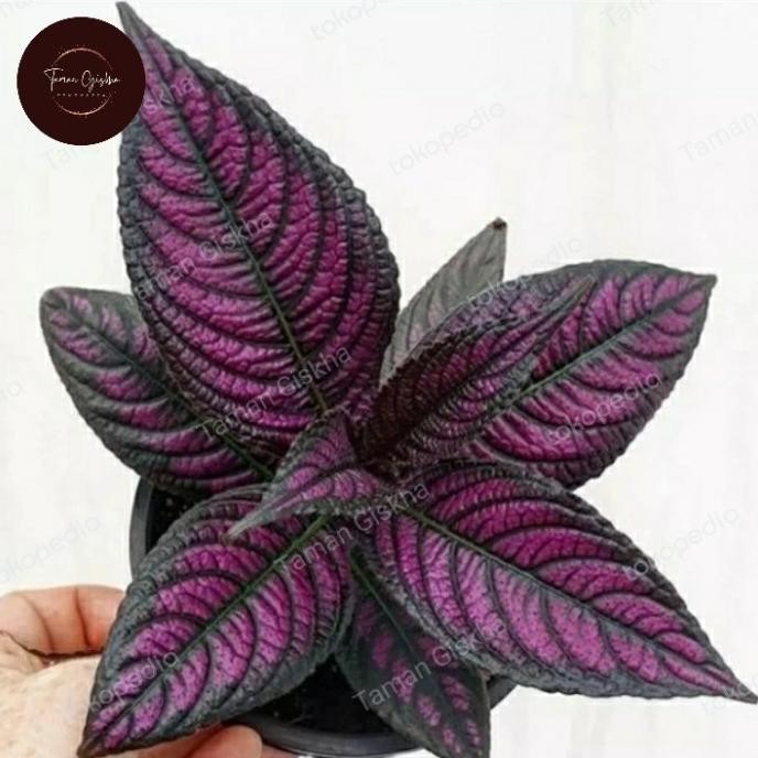 

Terlaris Tanaman Hias Keji Beling Ungu / Tanaman Herbal