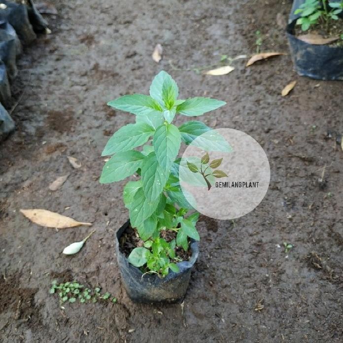

Terlaris Bibit Pohon Tanaman Pepermint - Daun Mint - Obat Herbal
