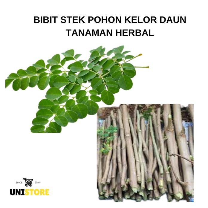 

Terlaris Bibit Stek Pohon Kelor Daun Tanaman Herbal