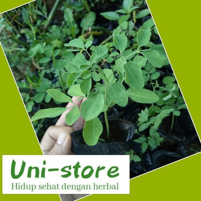 

Terlaris Bibit Pohon Daun Kelor Sudah Tumbuh