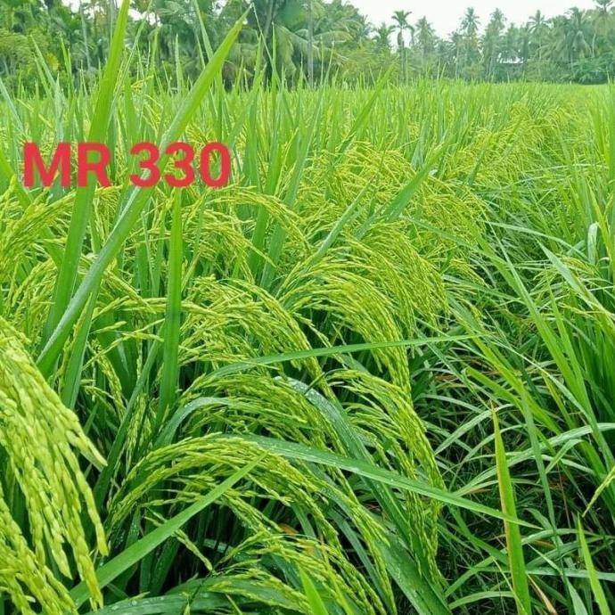 

Terlaris Benih Padi Mr 330