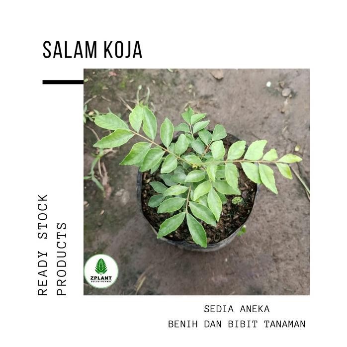 

Terlaris Bibit Pohon Salam Koja Daun Kari