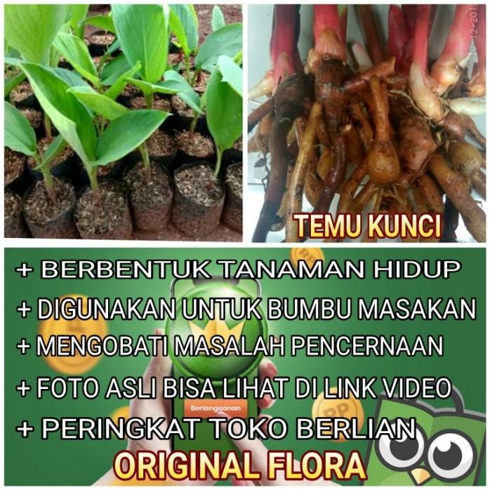 

Terlaris Bibit Temu Kunci Tanaman Temu Kunci Pohon Temu Kunci Temukunci