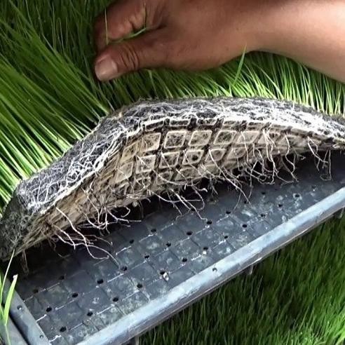 

Terlaris Go Tray Semai Padi Pot Bibit