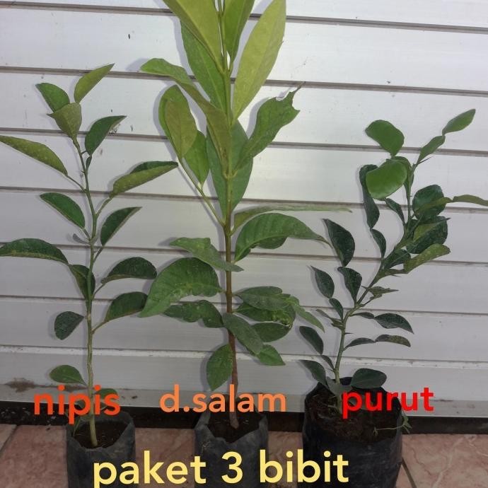 

Terlaris Bibit Jeruk Purut+Nipis+Daun Salam Kt15