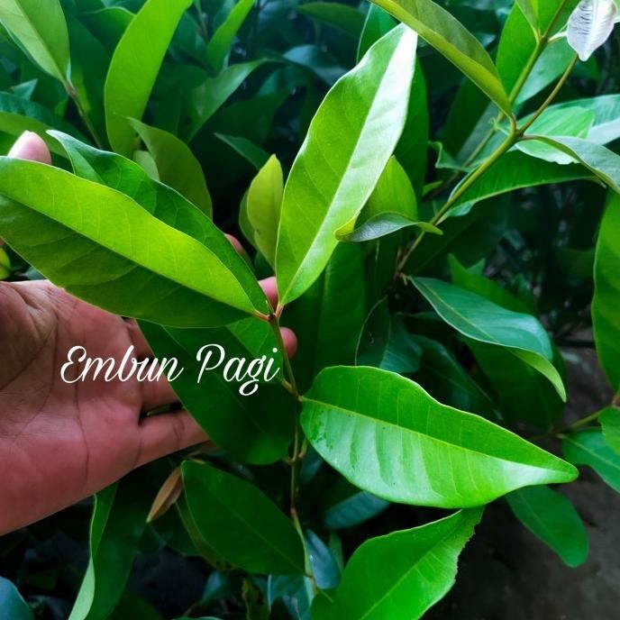 

Terlaris Bibit Daun Salam Kaya Manfaat Untuk Bumbu Masakan