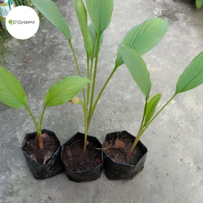 

Terlaris Bibit Tanaman Temu Kunci