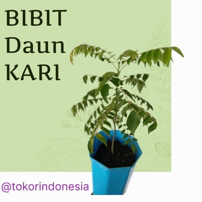 

Terlaris Bibit Daun Kari Salam Koja Temurui India Curry Leaves Tanaman Hidup