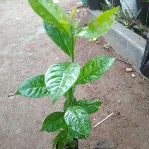 

Terlaris Bibit Tanam Daun Salam