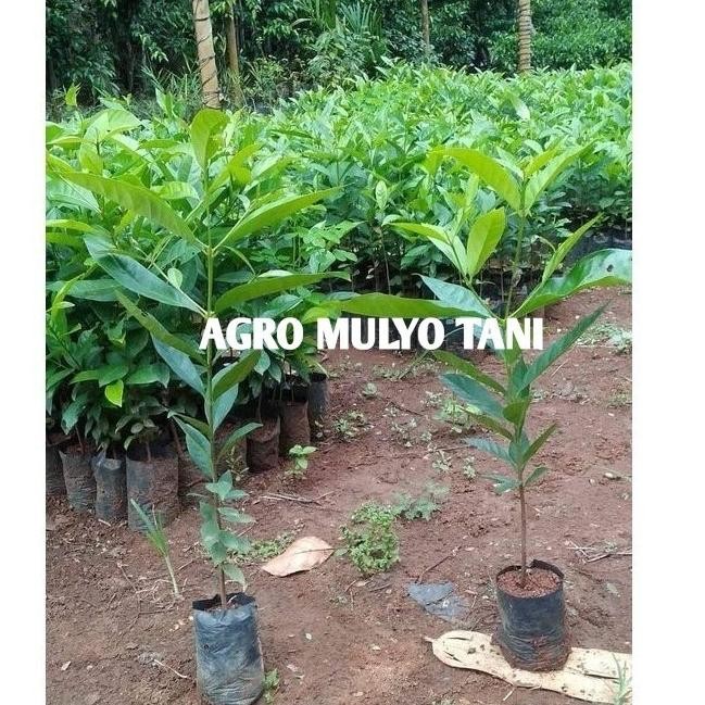 

Terlaris Bibit Daun Salam Pengharum Masakan