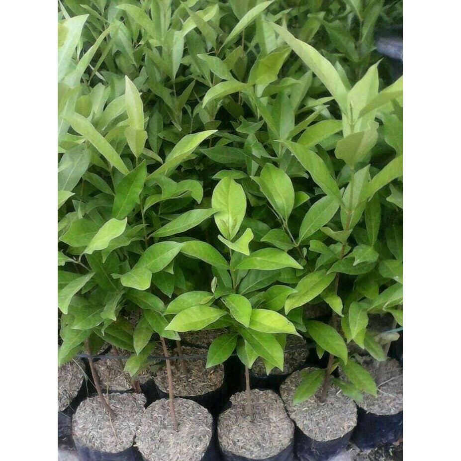 

Terlaris Bibit Tanaman Daun Salam ( Tinggi Diatas 60Cm )