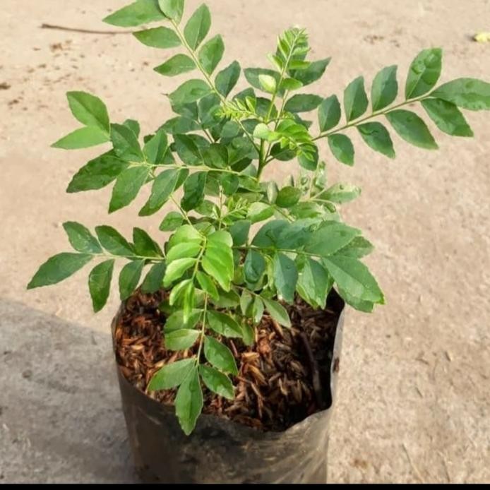 

Terlaris Bibit Tanaman Daun Curry Kari Salam Koja Temurui Organik