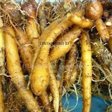 

Terlaris Bibit Tanaman Herbal Temu Kunci | Temu Konci