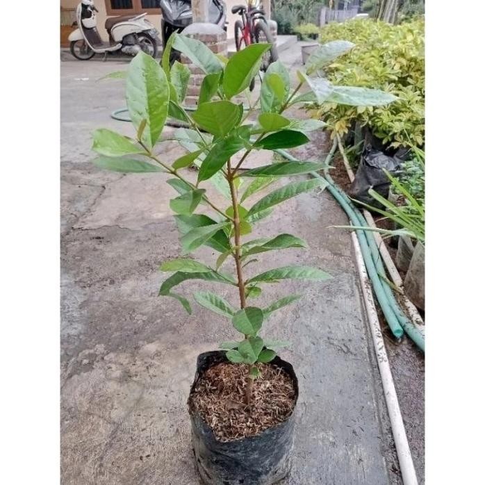 

Terlaris Bibit Tanaman Daun Salam - Bibit Daun Salam - Bibit Bay-Leaf - Tanaman Laurel
