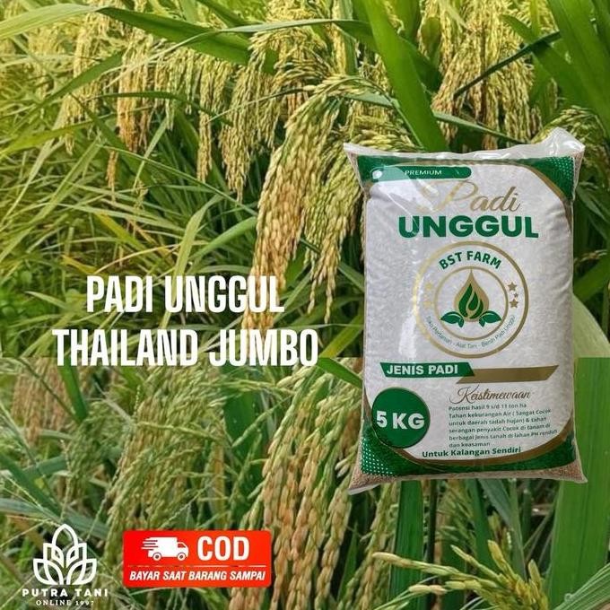

Terlaris Benih Padi Unggul Thalind Jumbo 5Kg