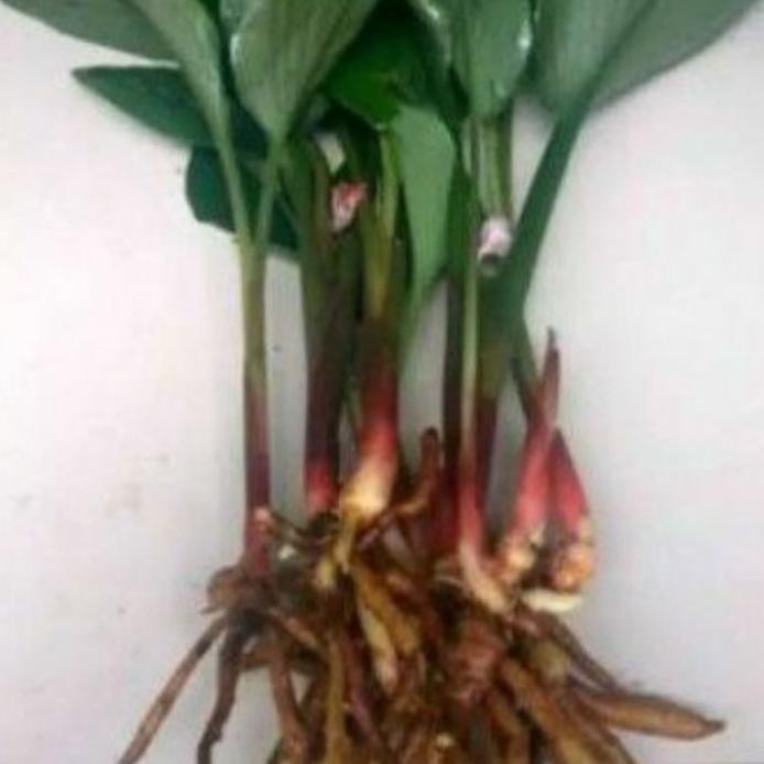 

Terlaris Bibit Tanaman Herbal Temu Kunci...Tanaman Kesehatan Rimp Pxbibq 5410Qv
