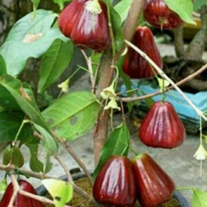 

Terlaris Bibit Jambu Citra Okulasi, Sedang Berbunga / Berbuah, Mudah Tumbuh