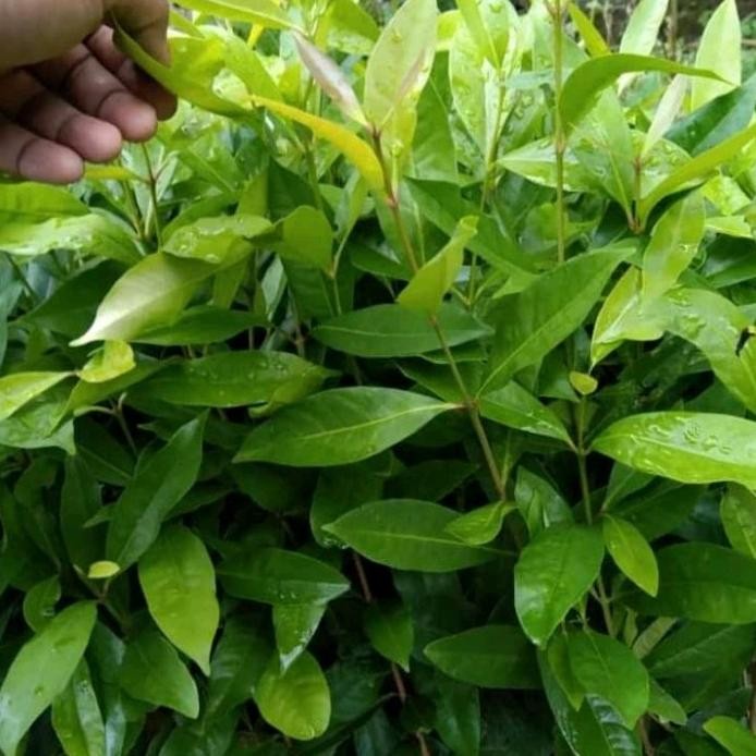 

Terlaris Bibit Tanaman Daun Salam Pohon Bumbu