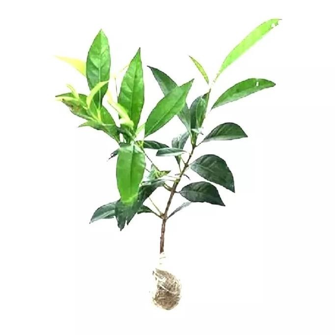 

Terlaris Bibit Tanaman Daun Salam (Syzygium Polyanthum)