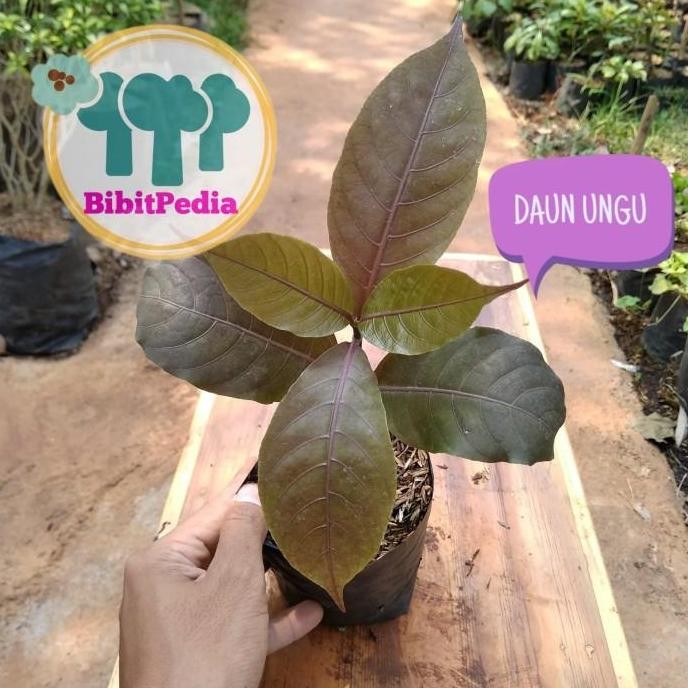 

Terlaris Bibit Tanaman Herbal Daun Ungu Handeuleum , Obat Wasir Ambeien