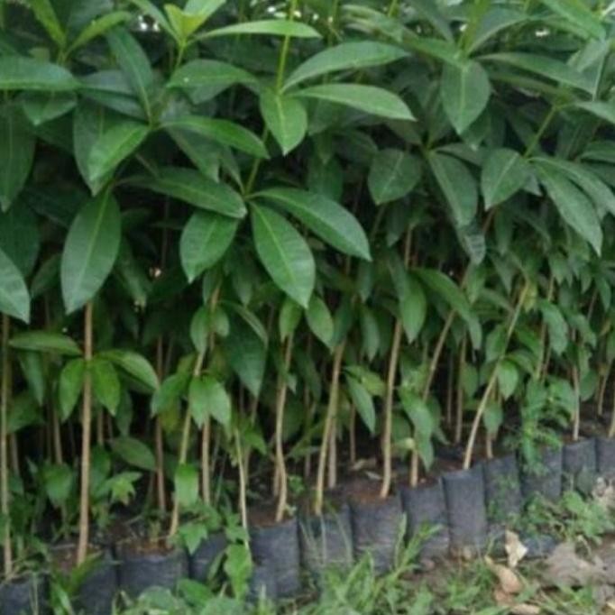 

Terlaris Bibit Buah Bintaro Asli Tinggi 50-70 Cm Bibit Tanaman Herbal Topp