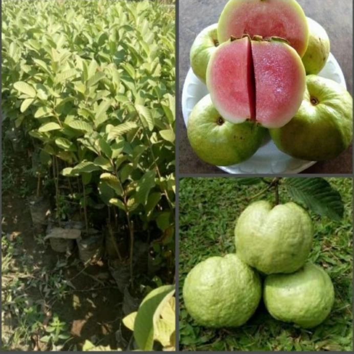 

Terlaris Bibit Pohon Jambu Kristal Merah Non Biji