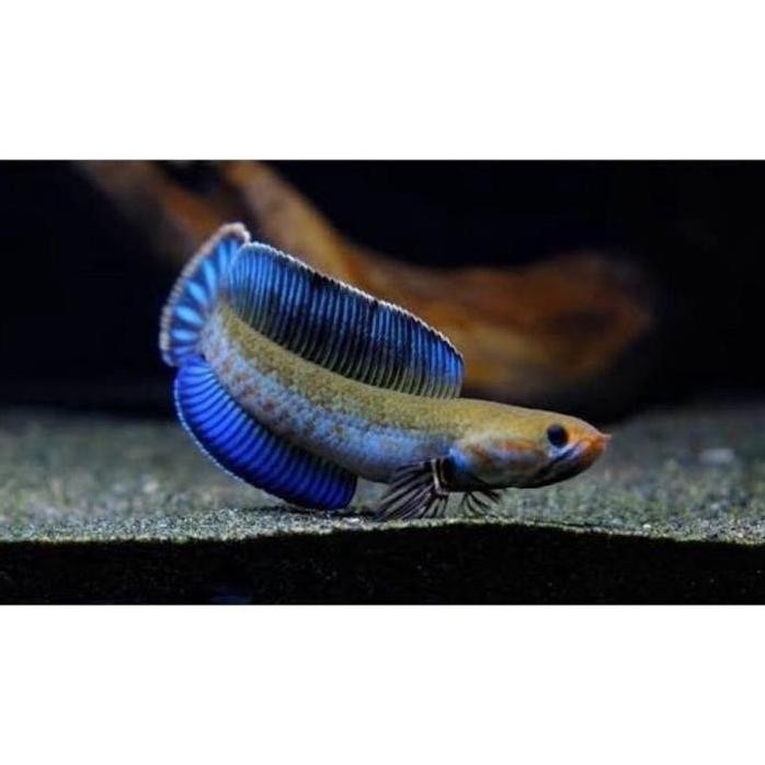 Terlaris Original Ikan Chana Baby Andrao Full Pelet Premium Blue Original