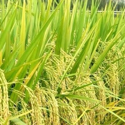 

Terlaris Bibit / Benih / Biji Padi Isi Banyak Muda Tumbuh Ayo Tanam Di Pot