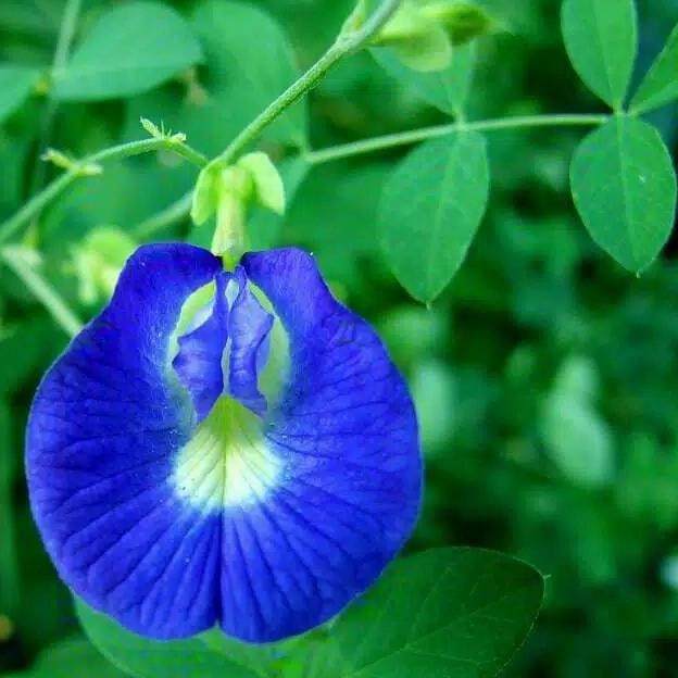 

Terlaris Tanaman Herbal Kembang Teleng