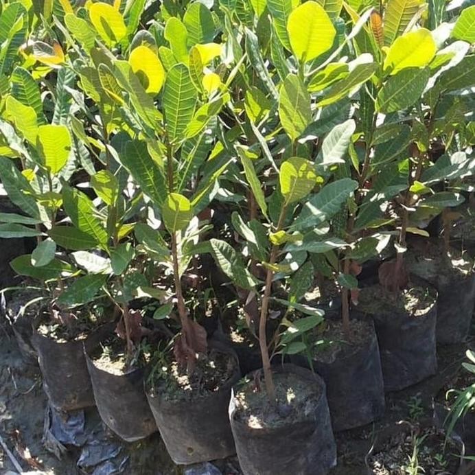 Terlaris Bibit Jambu Mede Pohon Jambu Monyet