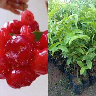 

Terlaris Hemat-Bibit Tanaman Jambu Kancing I Jambu Wer - Cocok Untuk Rujak