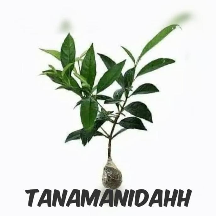 

Terlaris Bibit Tanaman Hias Obat Daun Salam ( Syzgium Polyanthum)
