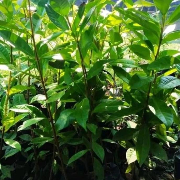 

Terlaris Bibit Tanaman Daun Salam Rempah