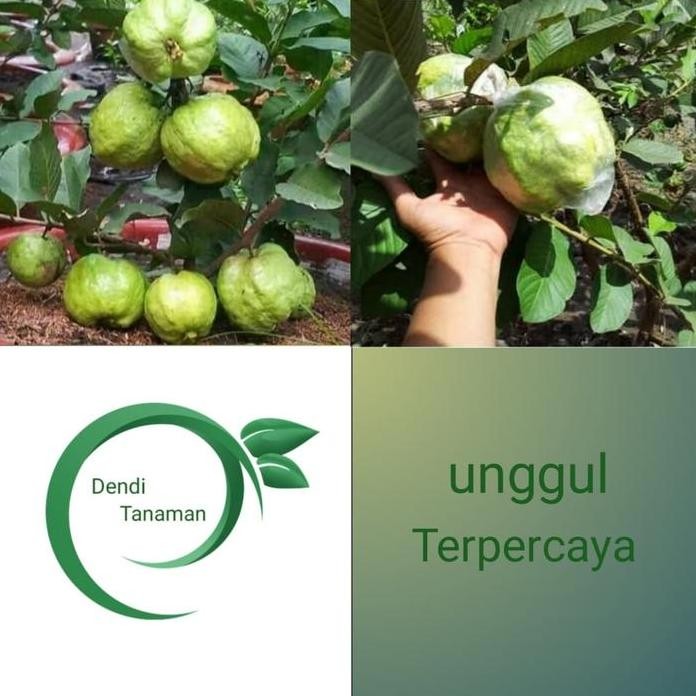 

Terlaris Bibit Pohon Jambu Crystal Taiwan / Jambu Cangkok Sudah Berbunga/Brbuah