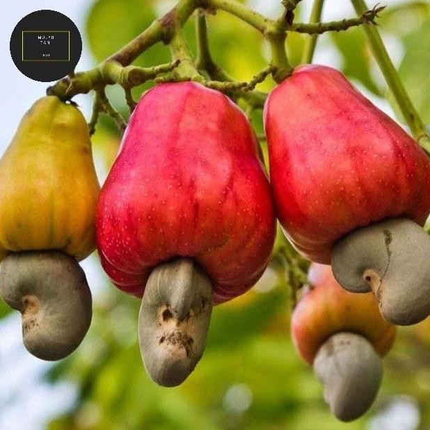 

Terlaris Bibit Tanaman Jambu Monyet- Buah Mede - Jambu Mete