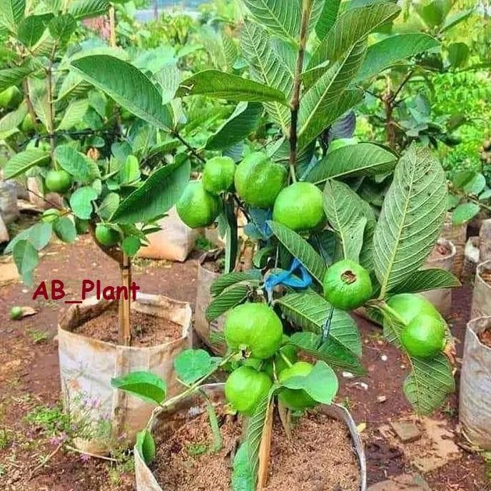 

Terlaris Bibit Jambu Kristal Jumbo Unggul Kondisi Sudah Berbuah