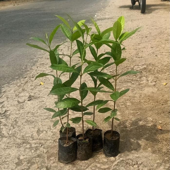 

Terlaris Paket 5 Bibit Daun Salam Sayur Bumbu Masak