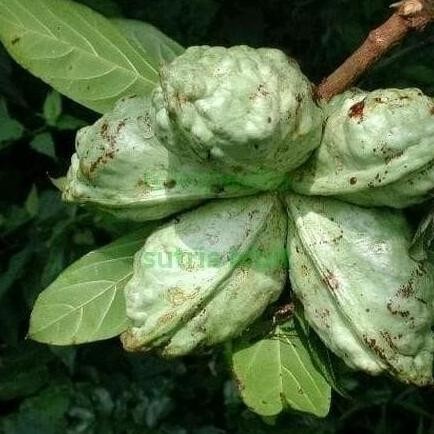 

Terlaris Bibit Tanaman Herbal Pohon Coca Cola Kola Nut Mmy