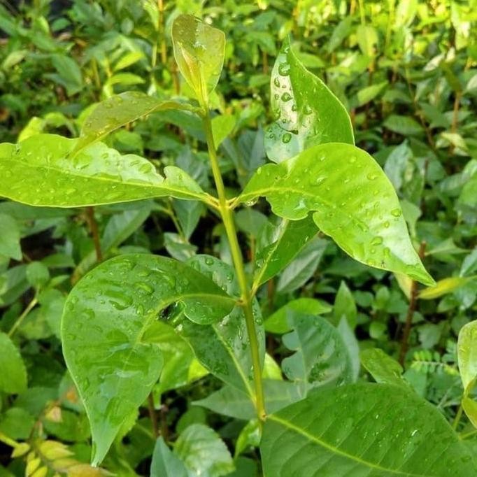 

Terlaris Bibit Tanaman / Pohon Daun Salam Sayur / Bumbu Masak Murah Berkualitas