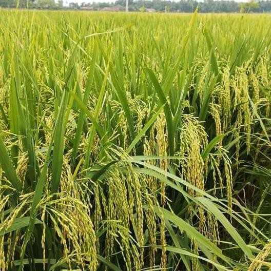 

Terlaris Benih Padi Ngaos Mawar 1Kg