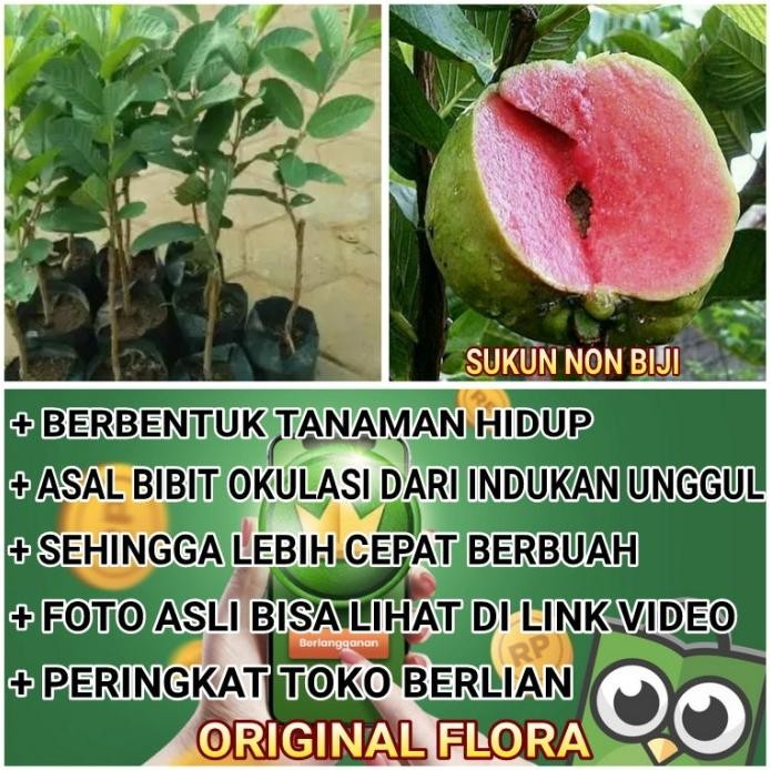 

Terlaris Bibit Jambu Sukun Merah Tanpa Biji
