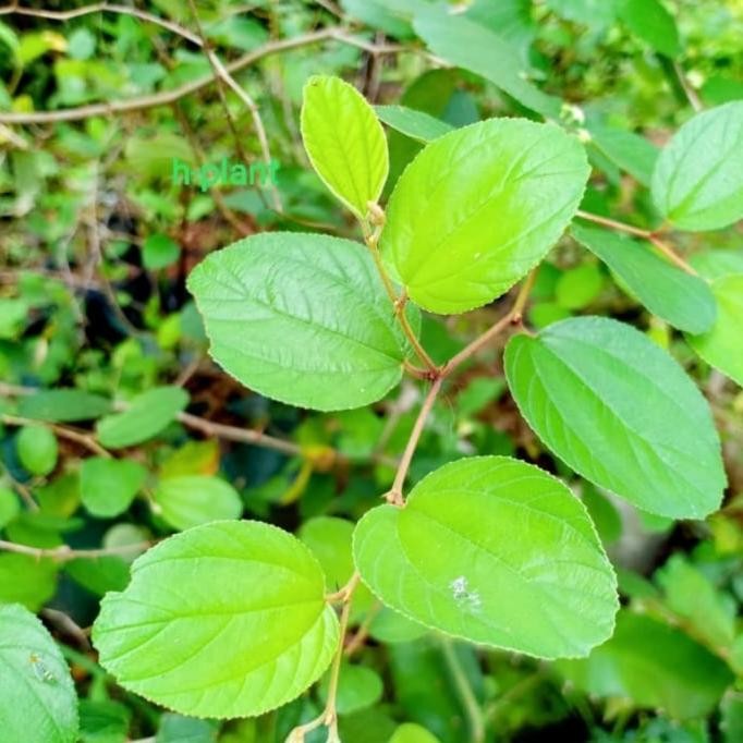 

Terlaris Bibit Pohon Bidara Arab / Tanaman Bidara Arab (Obat Herbal) Murah