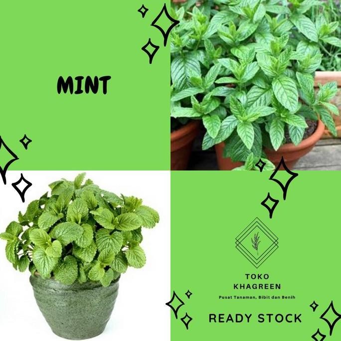 

Terlaris Bibit Tanaman Daun Peppermint - Pohon Daun Mint - Tanaman Herbal