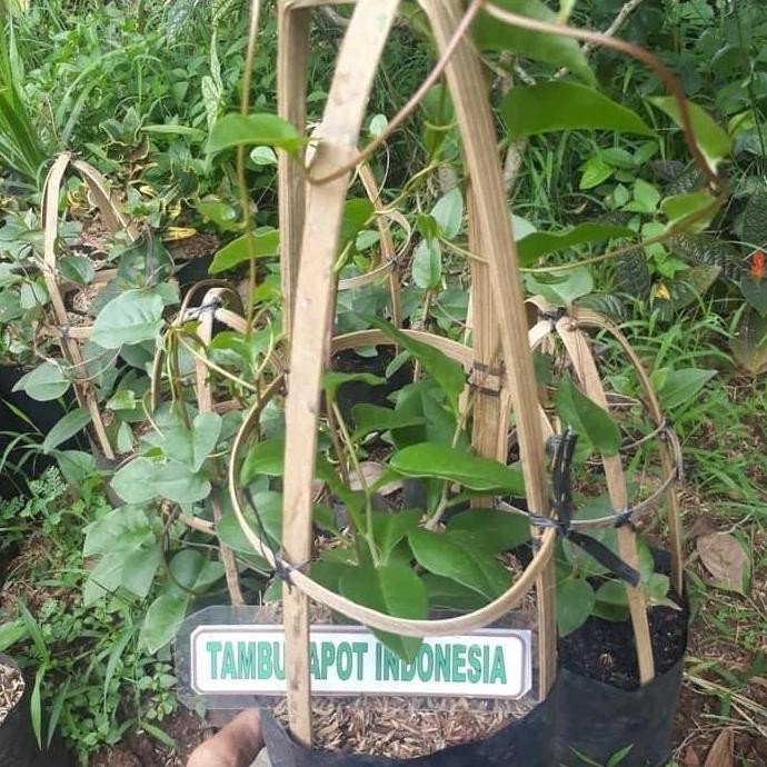 

Terlaris Bibit Tanaman Pohon Binahong Hijau Tanaman Herbal Daun Binahong