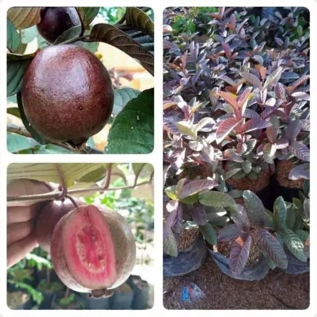 

Terlaris Bibit Jambu Australia Sudah Berbuah Dan Berbunga Kualitas Terjamin