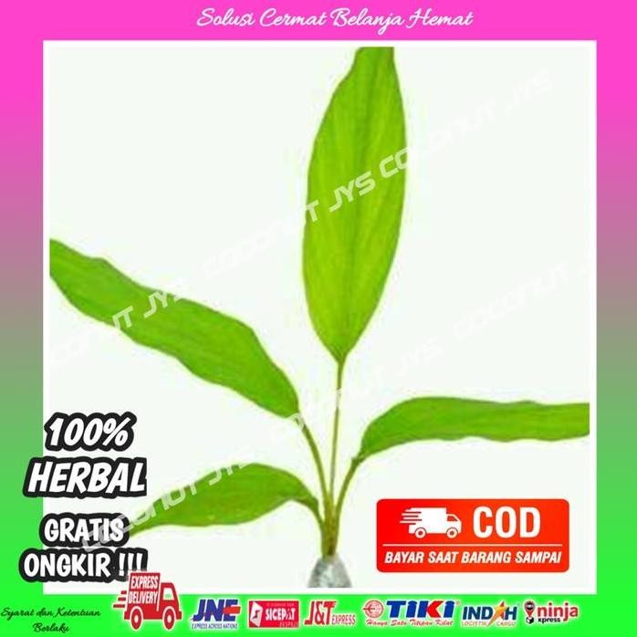 

Terlaris Bibit Tanaman Kunyit Putih Swgar Untuk Obat Herbal