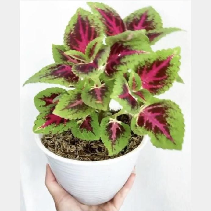 

Terlaris Tanaman Hias Dau Miyana Plus Pot Tawon / Tanaman Herbal